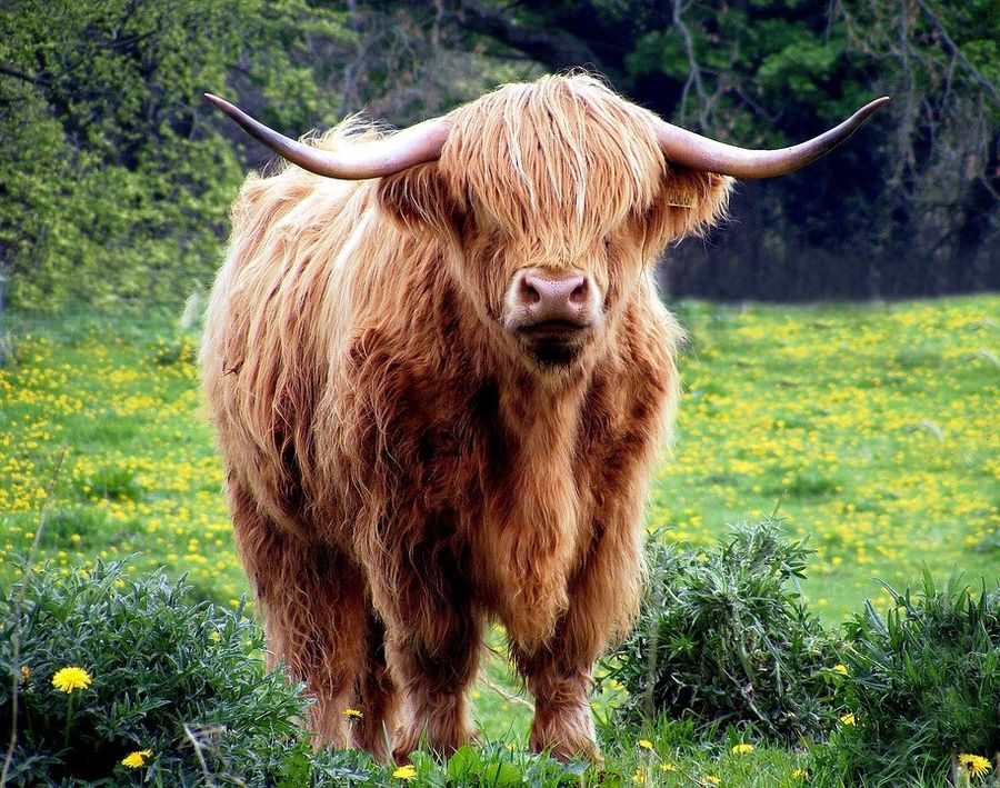 Shaggy Highland bull standing in a dandelion field