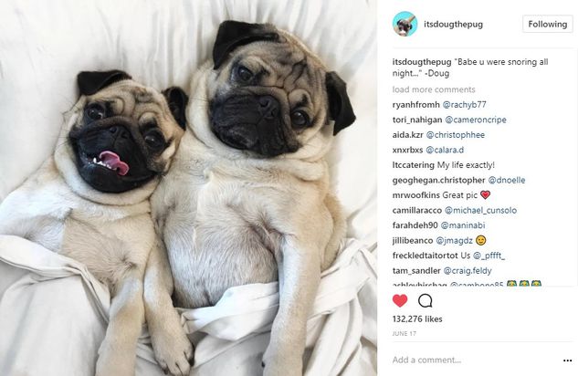 doug, pug, dog, celebrity