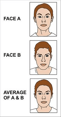 Evolution of a face and averageness