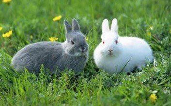 grey and white rabbit lying in grass